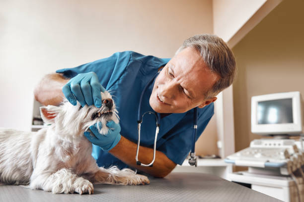 Best Emergency Root Canal Therapy in Oberlin, KS
